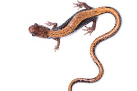 Marruge - Expedi&ccedil;&atilde;o Salamandra Dourada